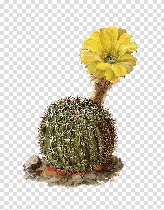 Cactaceae Succulent plant Parodia magnifica Euclidean , Meeting cactus painted ball transparent background PNG clipart
