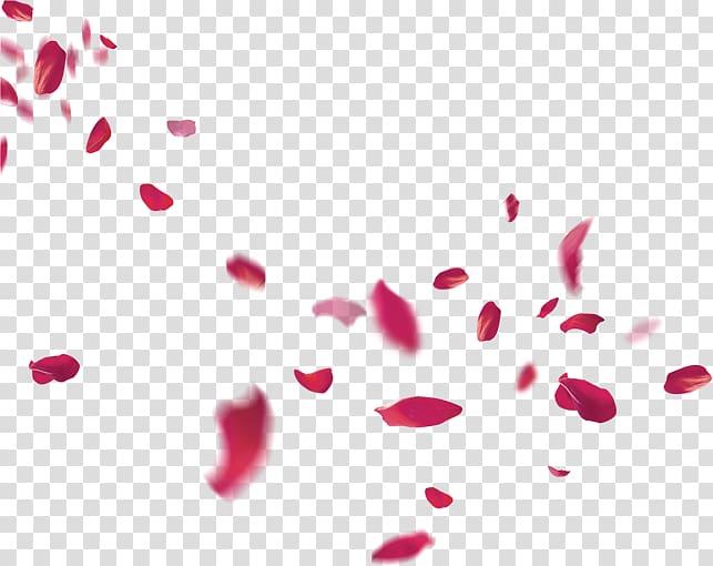 Red Rose Petals Petal Flower Pink Beach Rose Petals Falling Transparent Background Png Clipart Hiclipart
