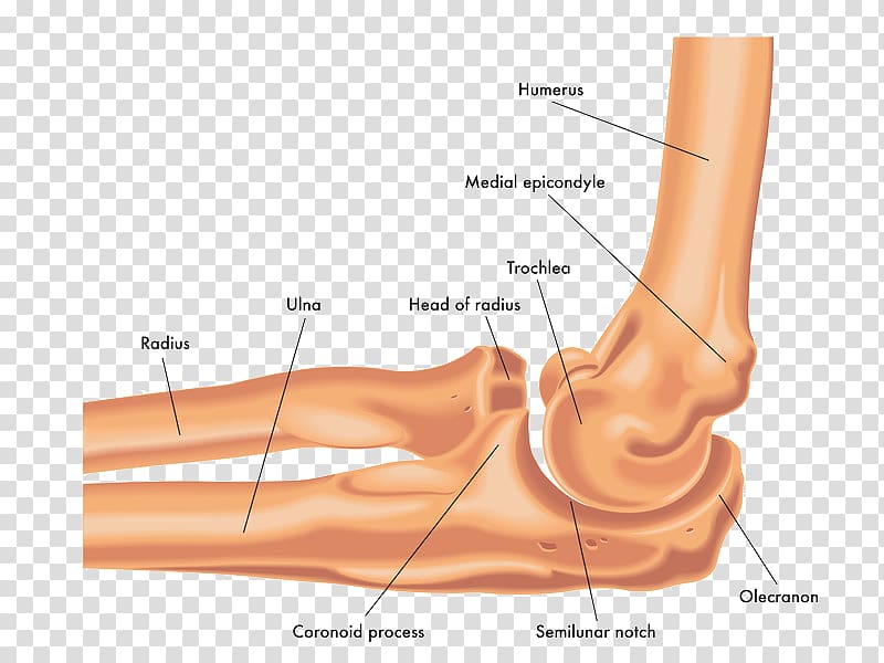 Elbow Ulna Joint Radius Bone, others transparent background PNG clipart