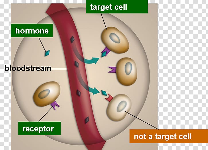 Endocrine gland Hormone receptor Endocrine system, blood transparent background PNG clipart