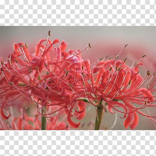 Red spider lily Surprise lily Bulb Lilium Crinum, Red Spider Lily transparent background PNG clipart