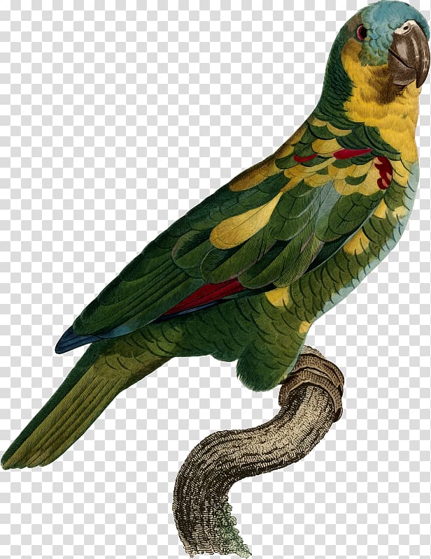 Superb parrot Bird Histoire naturelle des perroquets Macaw, parrot transparent background PNG clipart