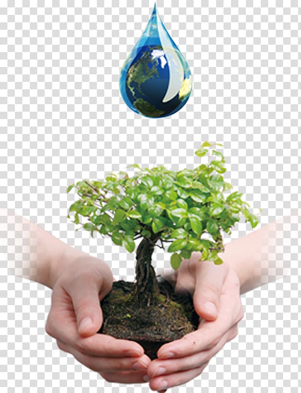 Tree Bonsai Business Company Waste oil, Valuing Water transparent background PNG clipart