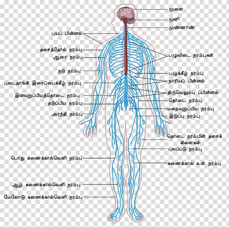 Peripheral nervous system Central nervous system Human body Outline of the human nervous system, nervous system transparent background PNG clipart