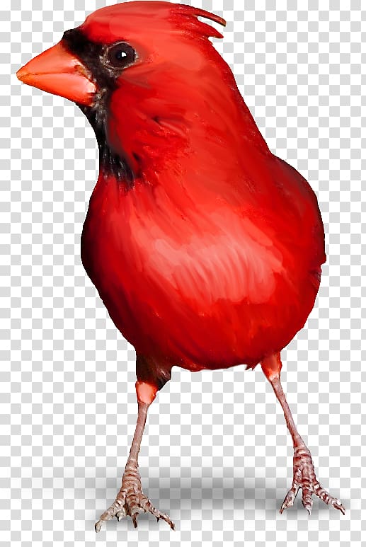 Bird PNG transparent image download, size: 2560x1920px