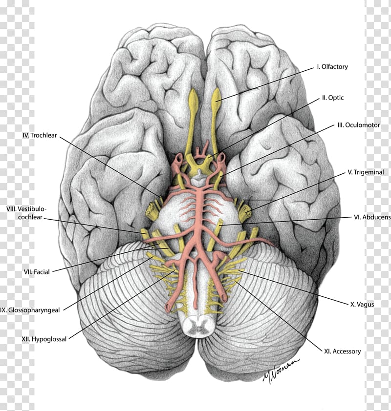 Brain Cranial nerves Gray\'s Anatomy, Brain transparent background PNG ...