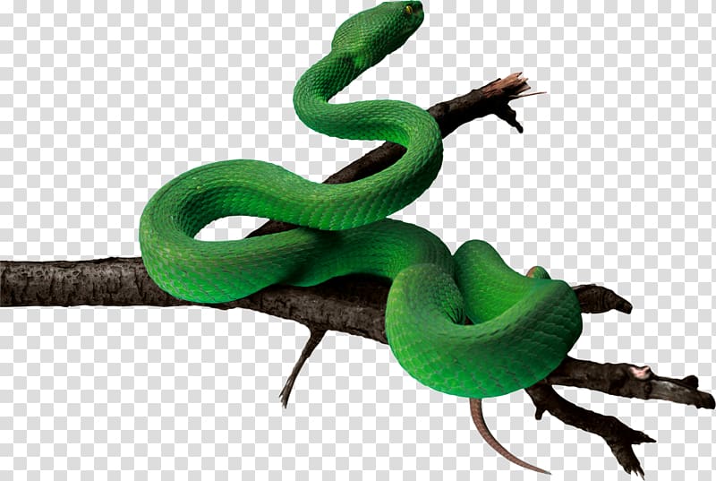 Snakes LA Culebra Verde Reptile Vipers Portable Network Graphics, snake cube transparent background PNG clipart