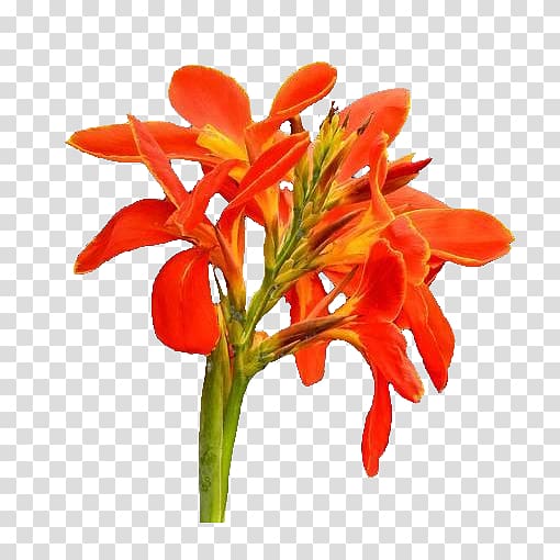 Canna indica Flower Icon, Cannabis transparent background PNG clipart