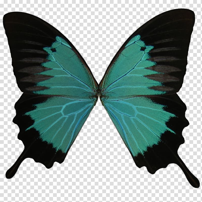 Ulysses butterfly Insect Monarch butterfly Inachis io, butterfly transparent background PNG clipart