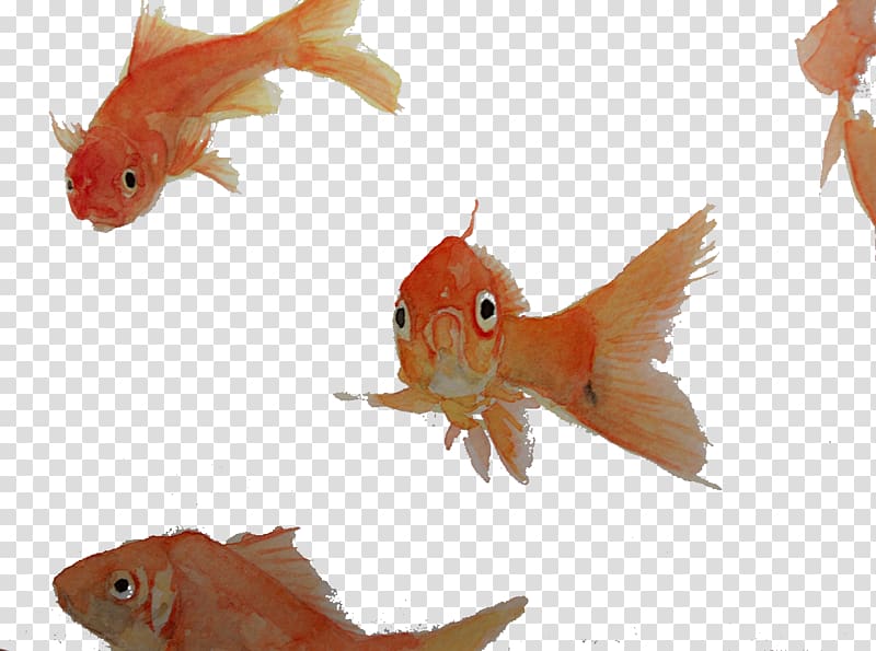 Goldfish Computer file, Red fish transparent background PNG clipart
