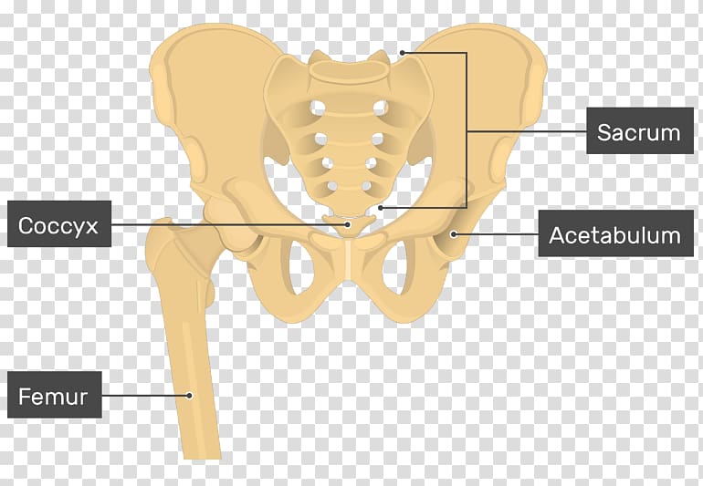 Hip bone Pelvis Ilium, others transparent background PNG clipart