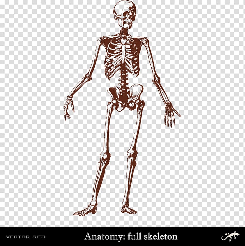 Human skeleton Human body Bone Anatomy, Human body skeleton transparent background PNG clipart