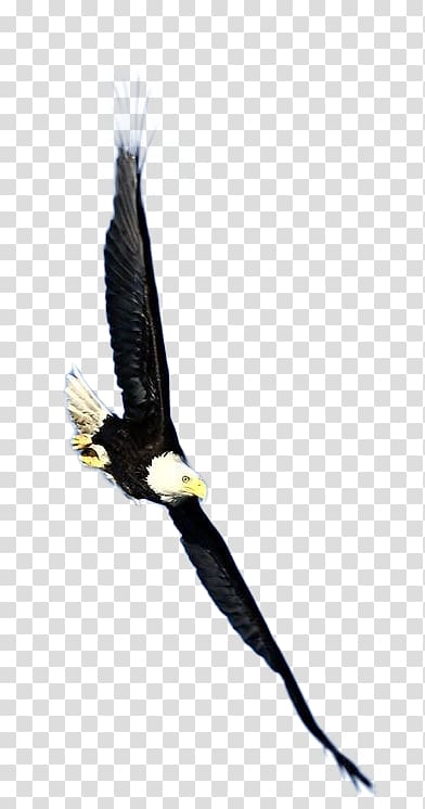 Bird Bald Eagle Hawk, Eagle transparent background PNG clipart