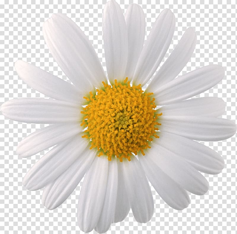 white daisy flower, Flower Chamomile, Camomile transparent background PNG clipart
