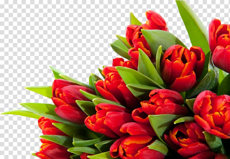 Tulip Flower bouquet Desktop March 8, tulips transparent background PNG clipart
