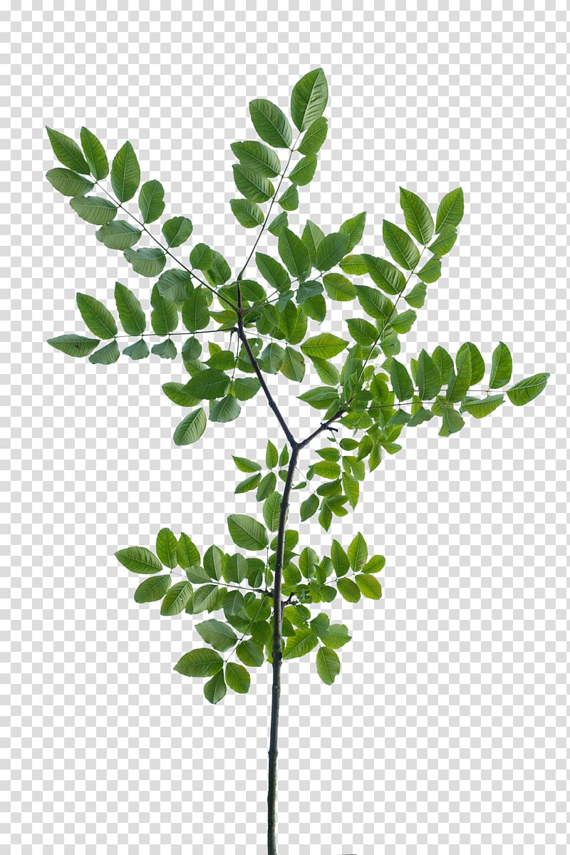 Texture mapping Branch Leaf Tree Shrub, branch transparent background PNG clipart
