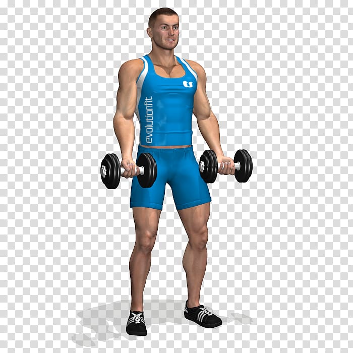 Biceps curl Dumbbell Exercise Triceps brachii muscle, Biceps Curl transparent background PNG clipart