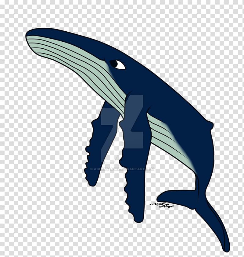 Dolphin Humpback whale Cetaceans Migaloo Beluga whale, Humpback Whale transparent background PNG clipart