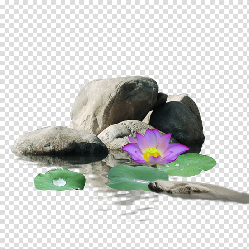 Google Nelumbo nucifera, Stone lotus transparent background PNG clipart