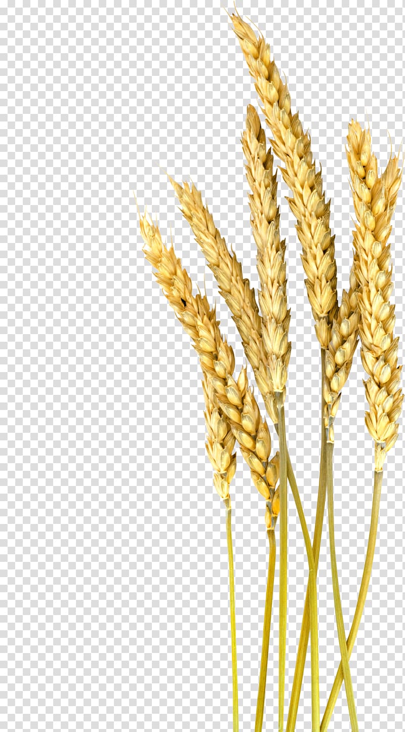 brown wheat art, Einkorn wheat Barley Cereal Oat Foxtail millet, Wheat transparent background PNG clipart