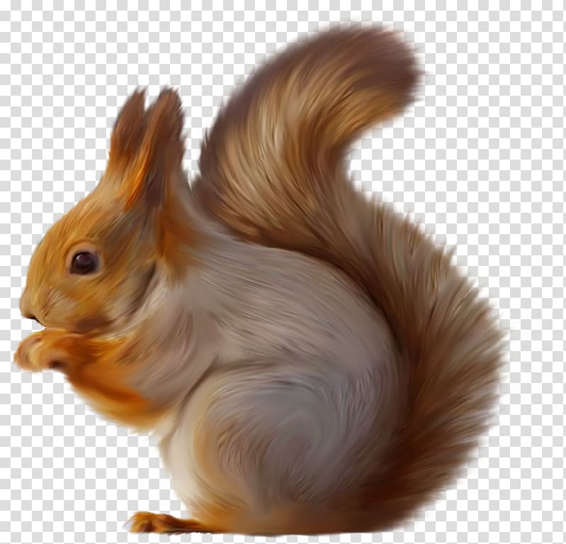 Tree squirrels Squirrel Seeks Chipmunk , others transparent background PNG clipart