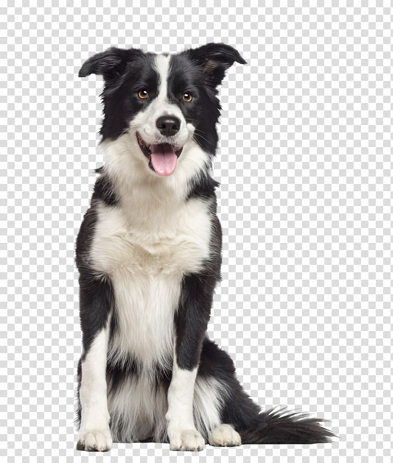 Border Collie Rough Collie Old English Sheepdog Welsh Sheepdog Golden Retriever, retriever transparent background PNG clipart