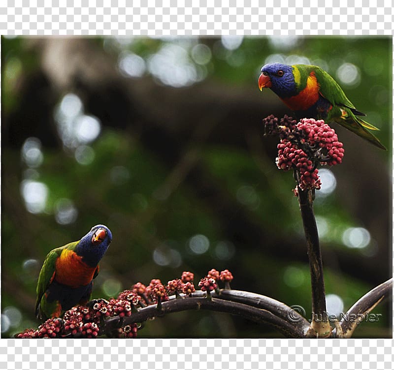 Loriini Finches Parakeet Fauna Beak, others transparent background PNG clipart