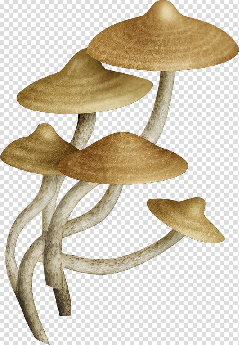 Fungus Common mushroom u83cc, mushroom transparent background PNG clipart
