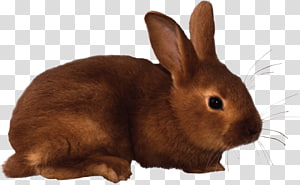 Rabbit , Rabbit transparent background PNG clipart thumbnail