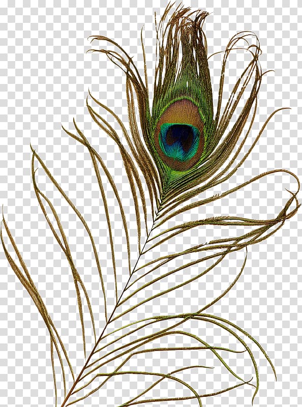 Feather Peafowl Bird , feather transparent background PNG clipart