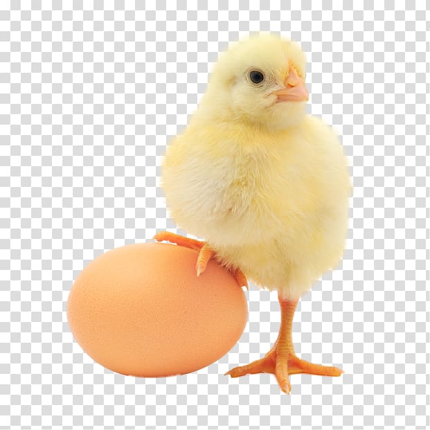chick and egg , Plymouth Rock chicken Chicken or the egg Organic food Organic egg production, Chicken eggs transparent background PNG clipart