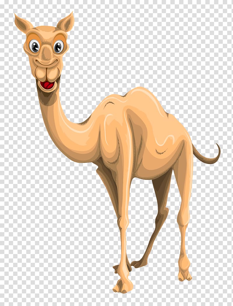 Camel transparent background PNG clipart