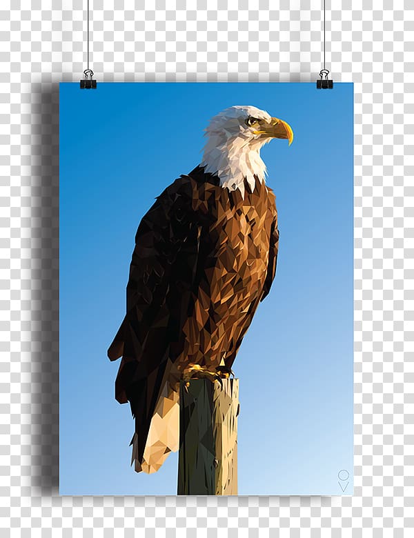 Bald Eagle Bird Hawk Low poly, eagle transparent background PNG clipart