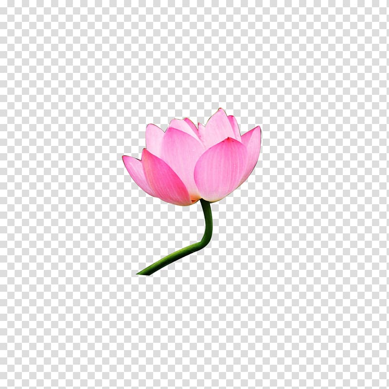 Nelumbo nucifera Pink , Lotus Creative transparent background PNG clipart
