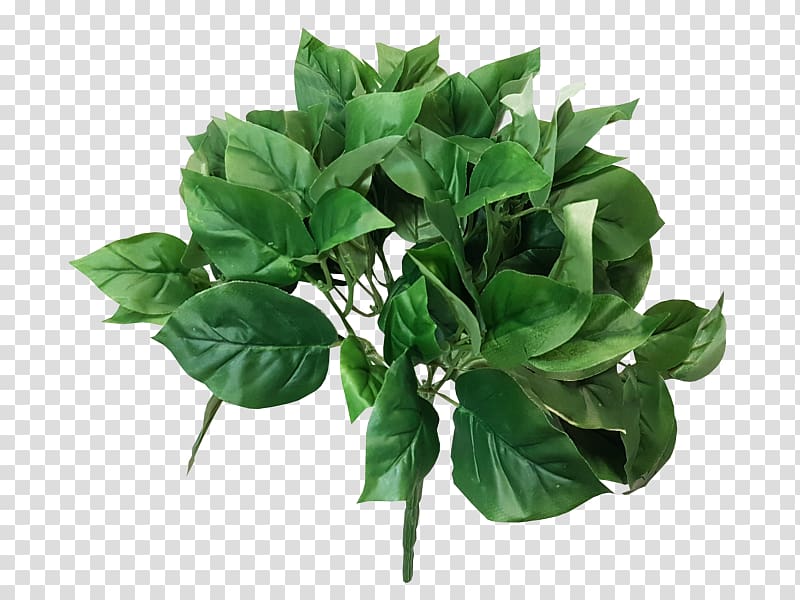 Green JMC Floral Bush Basil Devil's ivy, Pothos transparent background PNG clipart