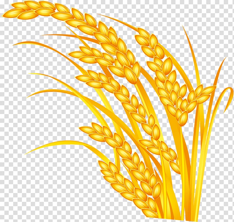 Rice Oryza sativa Grauds Five Grains, wheat transparent background PNG clipart