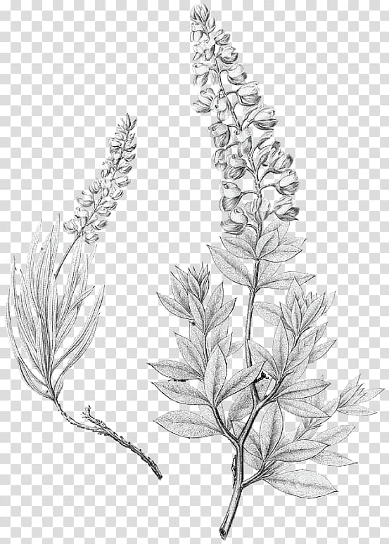 Lupinus texensis Bluebonnet Drawing Texas, others transparent background PNG clipart