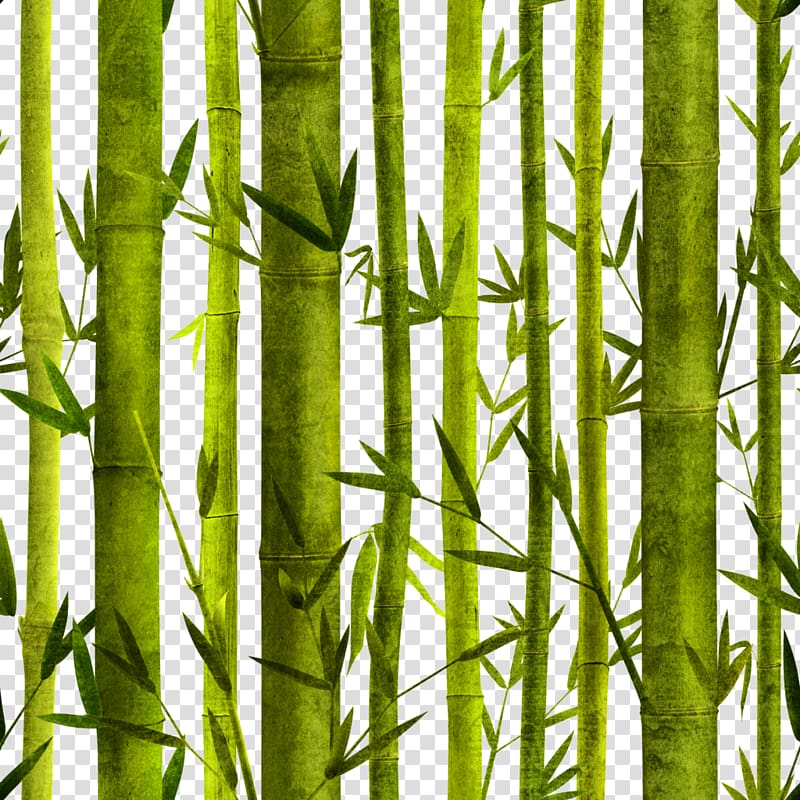 Bamboo Bambusa oldhamii Poster Graphic design, Hand-painted bamboo transparent background PNG clipart