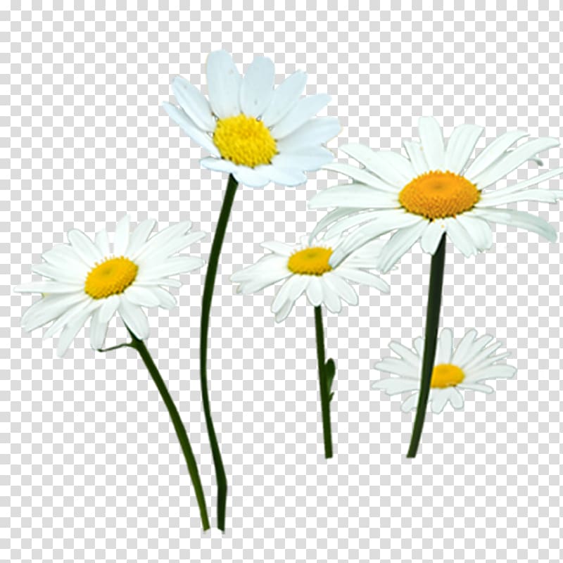 Common daisy Chrysanthemum indicum Flower Oxeye daisy, Chrysanthemum transparent background PNG clipart