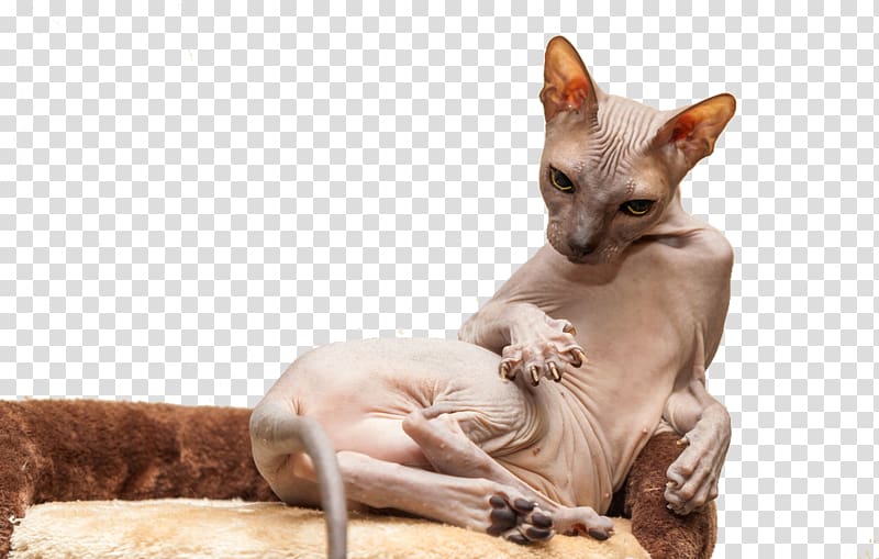 hairless cat sitting on couch, Sphynx cat Donskoy cat Bengal cat Peruvian Inca Orchid Persian cat, Hairless cat transparent background PNG clipart