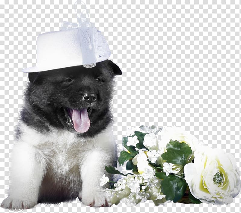 Dog breed Puppy American Akita Labrador Retriever, puppy transparent background PNG clipart