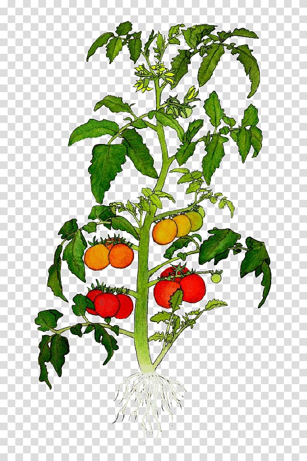 Heirloom tomato Botanical illustration Plant Drawing Cherry tomato, tomato green leaves transparent background PNG clipart
