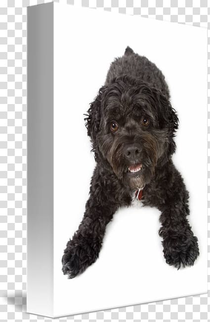 Barbet Cockapoo Schnoodle Portuguese Water Dog Spanish Water Dog, cocker spaniel transparent background PNG clipart