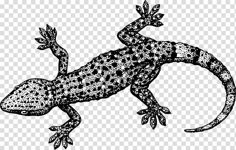 Lizard Reptile Gecko , lizard transparent background PNG clipart