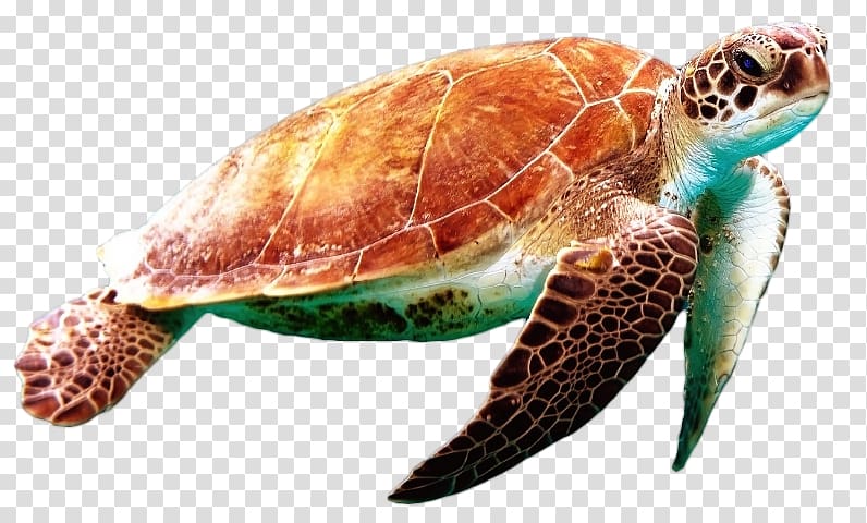 Green sea turtle Reptile, turtle transparent background PNG clipart