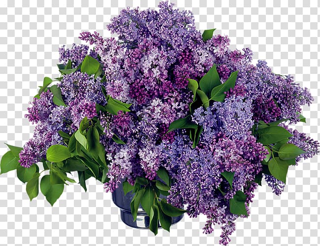 Desktop Day of HR Specialist Flower Lilac, flower transparent background PNG clipart