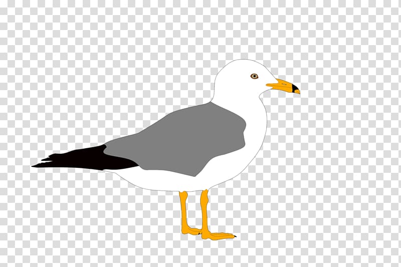 Gulls European Herring Gull Bird Duck Great black-backed gull, seagull transparent background PNG clipart