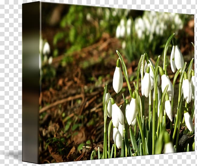 Snowdrop, Eucobresia Nivalis transparent background PNG clipart