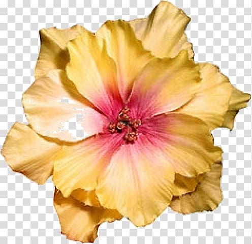 Hibiscus Flower Dress Clothing Barrette, flower transparent background PNG clipart