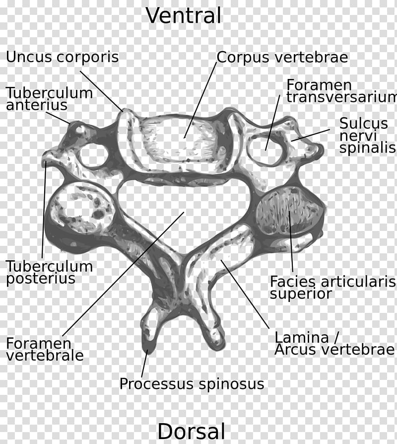 Cervical vertebrae Intervertebral foramen Vertebral column Spinous process, vertebra transparent background PNG clipart